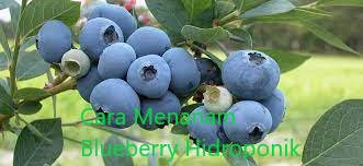 Cara Menanam Blueberry Hidroponik