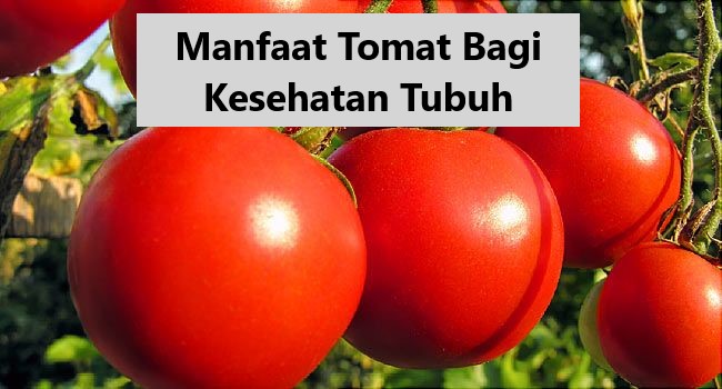 Manfaat Tomat Bagi Kesehatan Tubuh