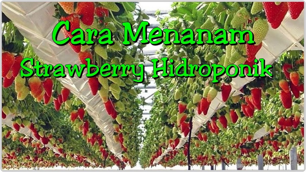 cara menanam strawberry dengan cara hidroponik