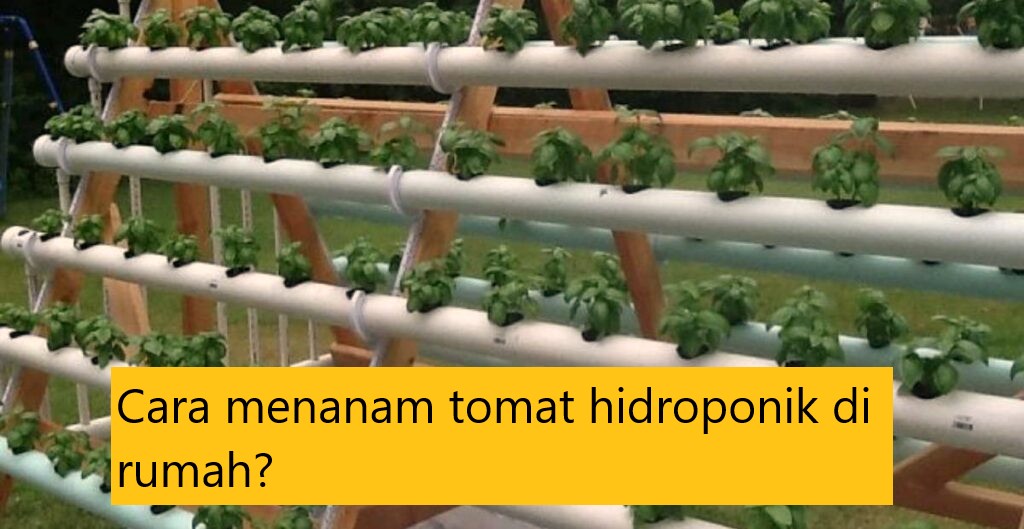 Cara menanam tomat hidroponik di rumah?