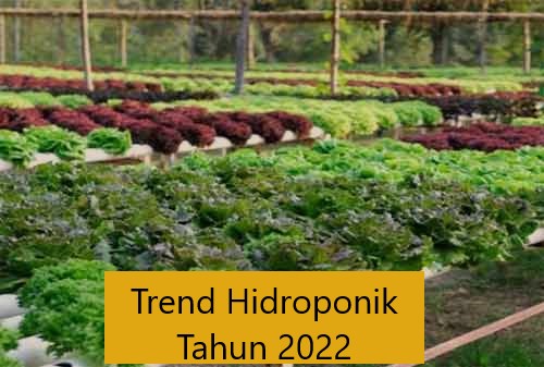 Trend Hidroponik Tahun 2022