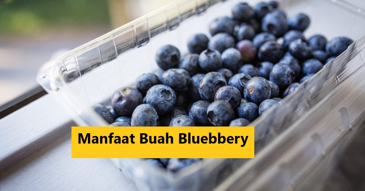 Manfaat Kesehatan dari Blueberry